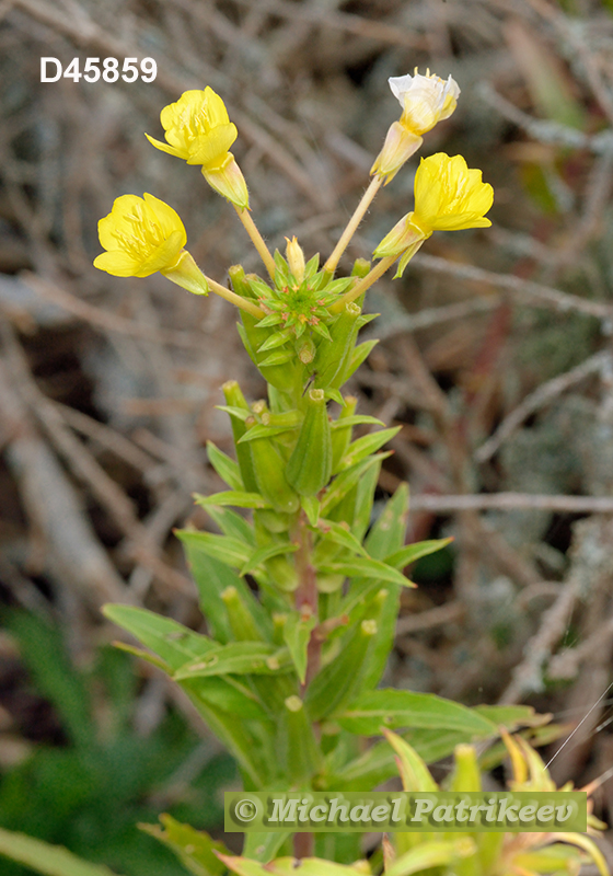 Oakes' Evening Primrose (Oenothera oakesiana)